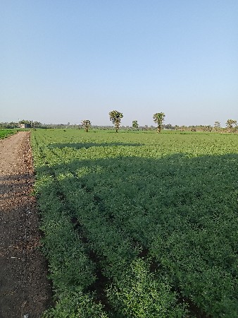 majur jarur se vaduye Kam mate