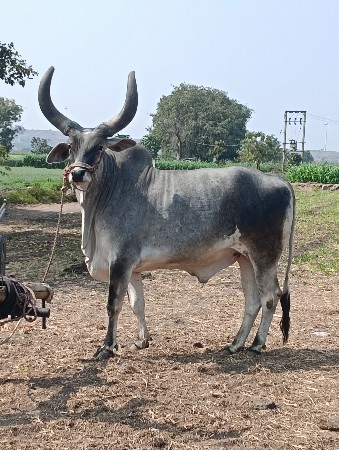 બળદ વેચવાના છે
