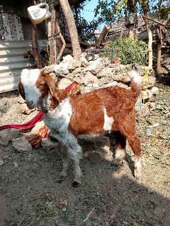 બે બકરા વેચવાના છે