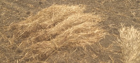 જુગાર વેચવાના છે હજાર પૂરો હૈ