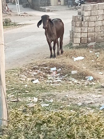 ગોઢલો વેચવાનો છે.