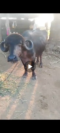 ટોપલી જાફરાબાદી ખડાય છે