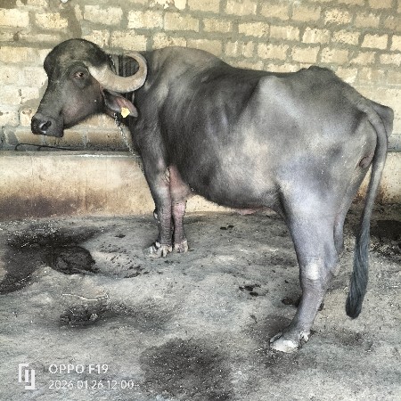 bhes... વેસવાનીસે. સાર. મહિનામાં ga