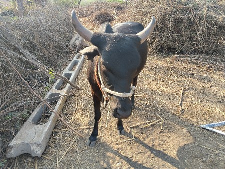 ગાય વેચવાની છે