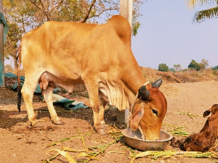 ગાય વેચવાની