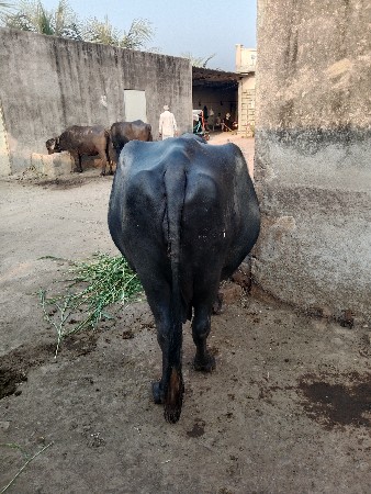 ભેંશ વેશવાની છે