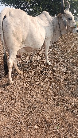 gay pchr desi soji 3vetr