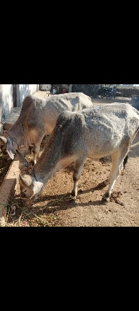 थंबनेल 3