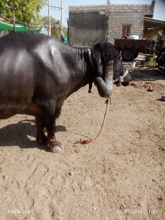 ભેસ વેસવા  ની સે