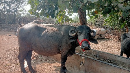 થંબનેલ 3