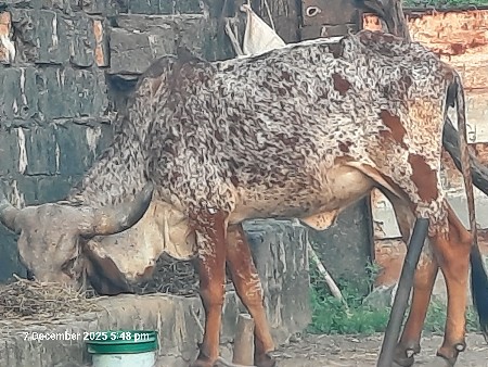 ગીર વાશડી