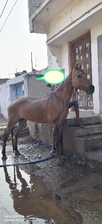 ઘોડી વેચવા ની છે