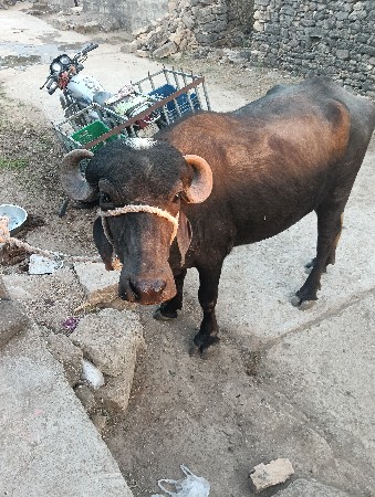 વેચવાની છે