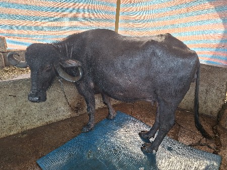 थंबनेल 2