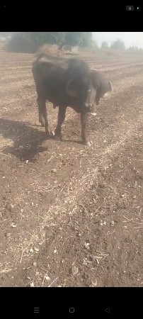 थंबनेल 3