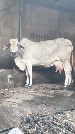 જર્સી ક્રોસ ગાય વેચવાની છે