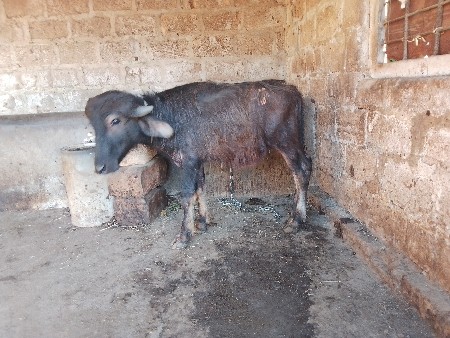 थंबनेल 3