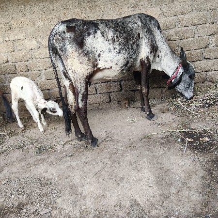 थंबनेल 2