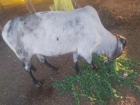 थंबनेल 2