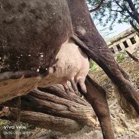 ગયા વેચાણ માટે છે