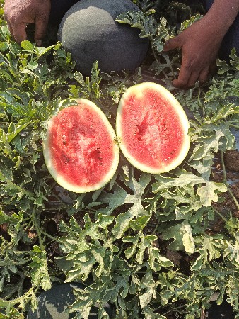 थंबनेल 2