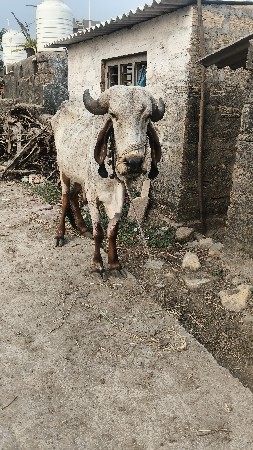 थंबनेल 2