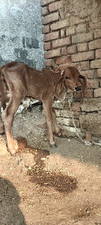 થંબનેલ 2