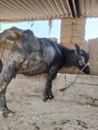 થંબનેલ 3