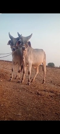 ઘોધલા વેચવાના છે