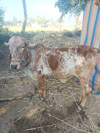 બળદ વેચવાનો છે