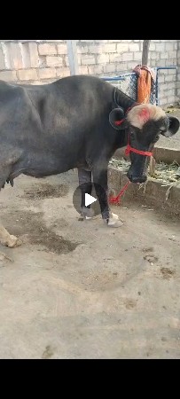 જાફરાબાદી ટોપલી ભગડી ખડાય છે