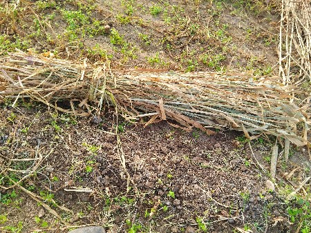 બાજરા નો ચારો