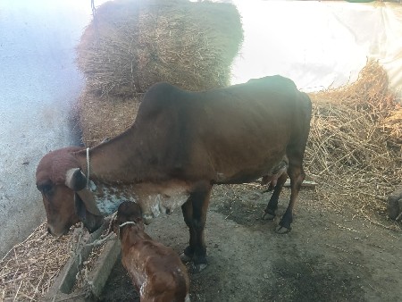 ગીર હોડકી વેચવાની છે