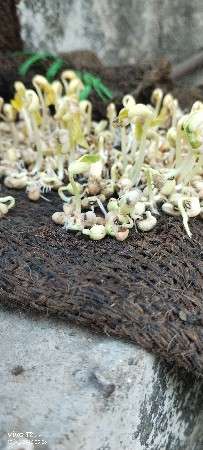 પુષ્પા ફાલ્ગુની