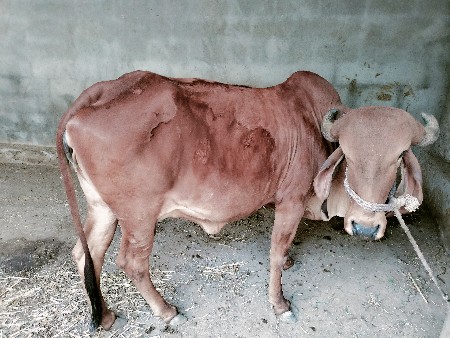 थंबनेल 3