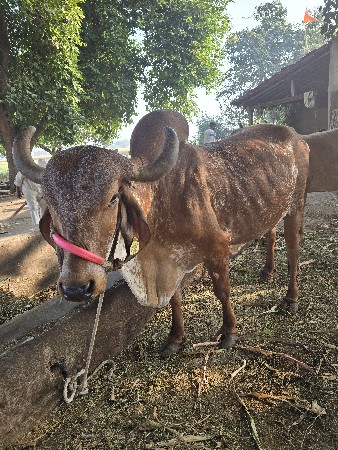 थंबनेल 2