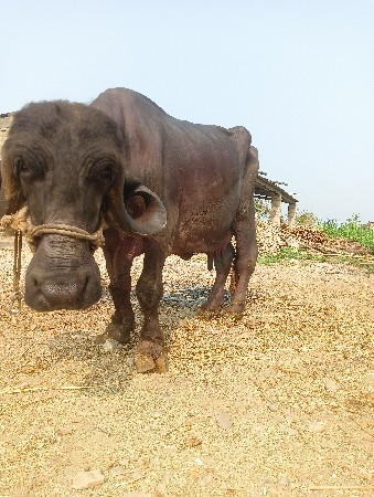 थंबनेल 2