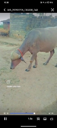 પાડો. વાંચવાનો. છે