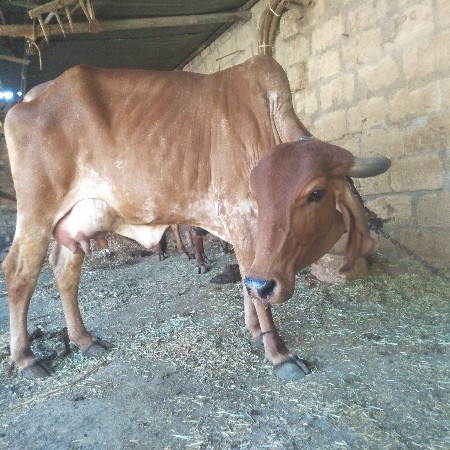 थंबनेल 2