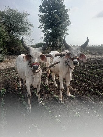 આ ભુકો વેચવાની છે