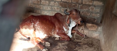 ગાય વેચવાની છે