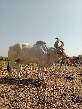 થંબનેલ 3