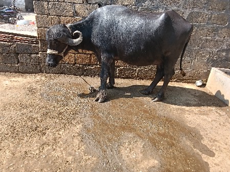 थंबनेल 2