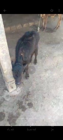 થંબનેલ 3