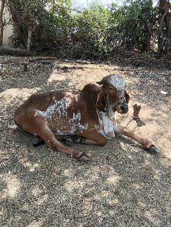 gir hodaki vesvani se