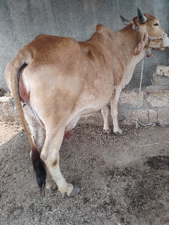 ગાય વેચવાની