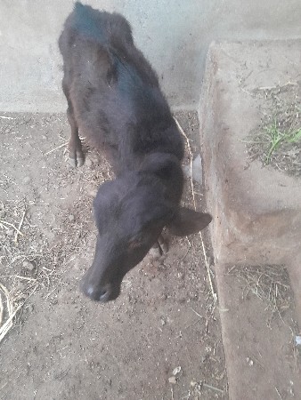 ભેંસ વેચવાની છે