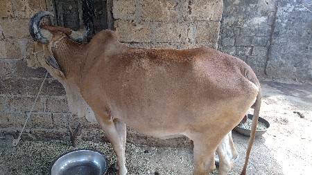 थंबनेल 3