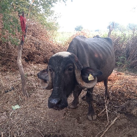 7 લિટર દૂધ 2 વેતર