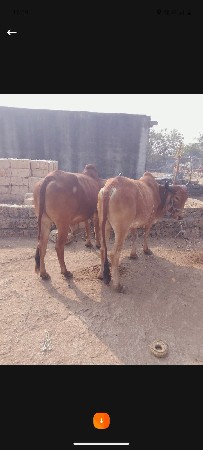 थंबनेल 2